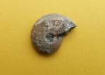 Маленький Aconeceras sp.