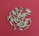 Fusulina