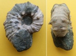 Epicheloniceras sp.