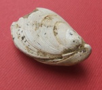 Buchia russiensis