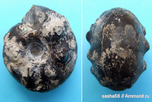 аммониты, Craspedites, Ammonites, Craspedites milkovensis