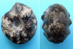 Craspedites milkovensis