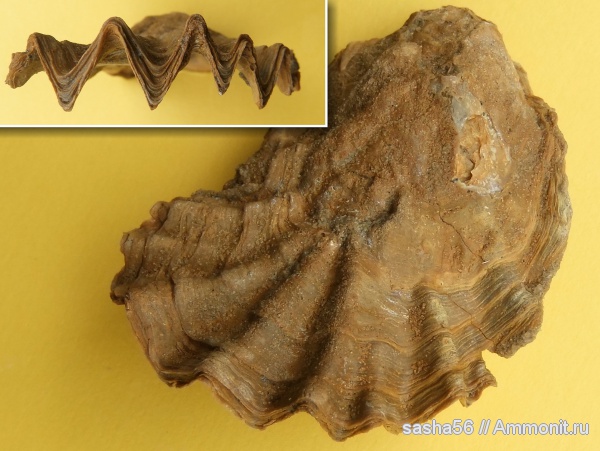 Гжель, келловей, Lopha, Lopha marshii, Callovian, Middle Jurassic