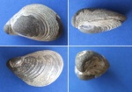 Buchia sp.