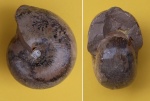 Marathonites (Almites) invariabilis Ruzhencev 1933.
