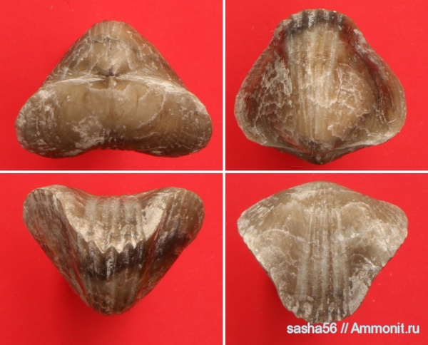 брахиоподы, девон, Devonian, Leiorhynchus, Leiorhynchus rudkini