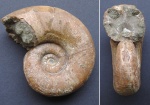 Lytoceras sp.