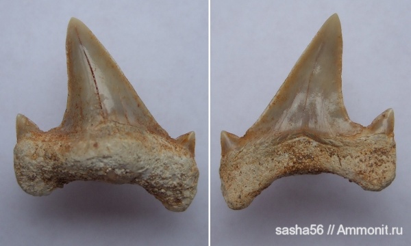 зубы, акулы, Otodus, Otodus obliquus, teeth, sharks