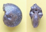 Thalassoceras gemmellaroi Karpinsky