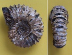 Diadochoceras sp.