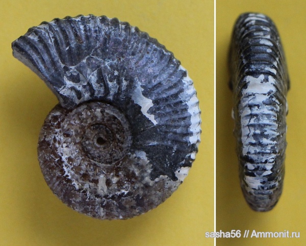 аммониты, мел, Ammonites, Hypacanthoplites, Cretaceous