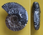 Hypacanthoplites sp. 1