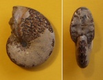 Euphylloceras sp.