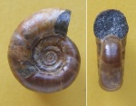 Eogaudryceras umbilicostriatus