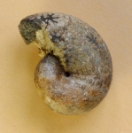 Phyllopachyceras sp.