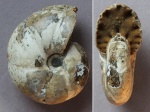 Уже не редкая Salfeldiella sp.