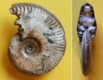 Brightia sp.