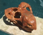 Australobarbarus plalycephalus