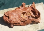 Viatkosuchus sumini