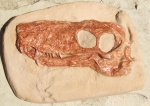 Viatkogorgon ivakhnenkoi