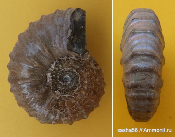 мел, Parahoplitidae, Cretaceous