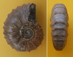 Кто-то из Parahoplitidae