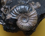 Hypacanthoplites sp. в конкреции
