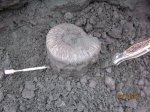 Аммонит из Еганово