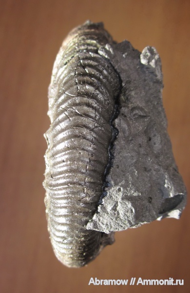 юра, Jurassic