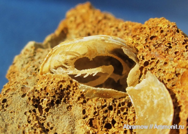 брахиоподы, Никитино, ручной аппарат, brachiopod lophophore