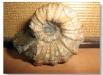 Epicheloniceras