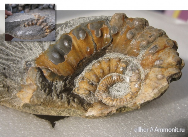 Ammonitoceras