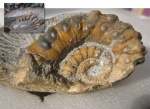 Ammonitoceras
