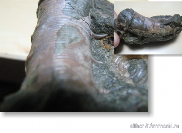 гетероморфные аммониты, heteromorph ammonites