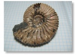 Acanthohoplites