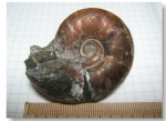 Desmoceratidae