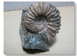 Acanthohoplites1