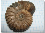 Acanthohoplites 3