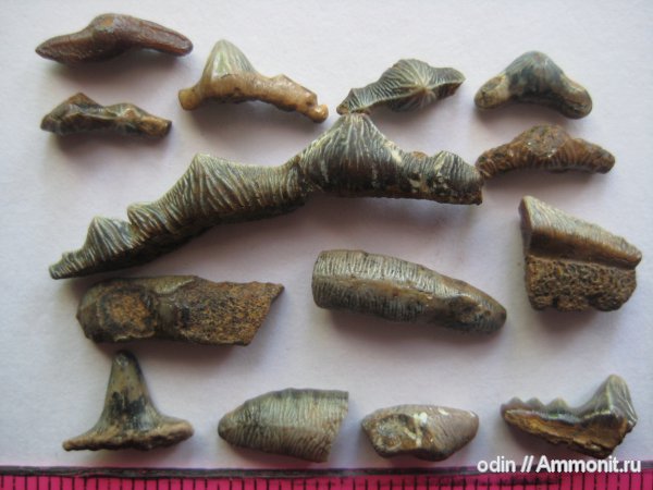 акулы, lissodus, Polyacrodus, Acrodus, sharks