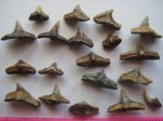 В основном Cederstroemia, Squatina. Synechodus В основном Cederstroemia, Squatina. Synechodus