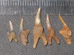 Leptostyrox macroriza