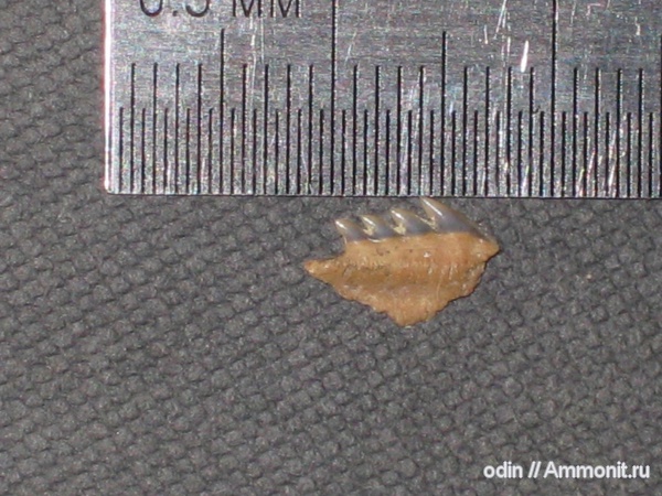Hexanchus