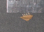 Hexanchus Hexanchus