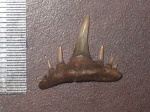 Paraorthacodus recurvus