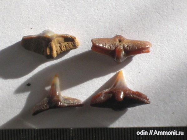 Squatina
