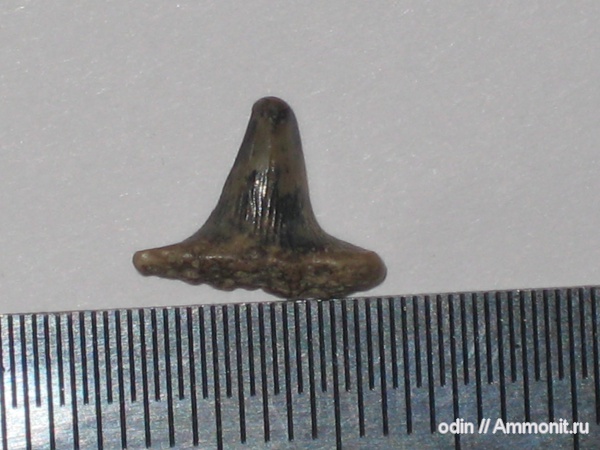 Meristodon
