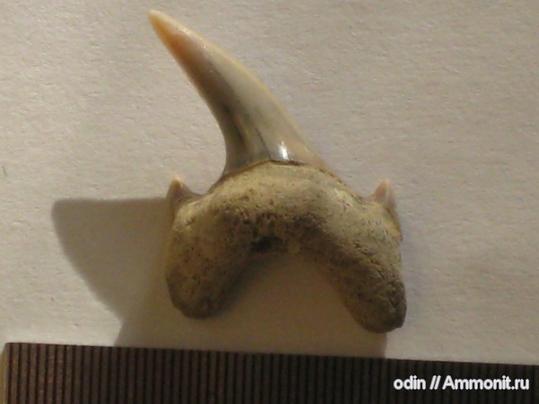 Protolamna