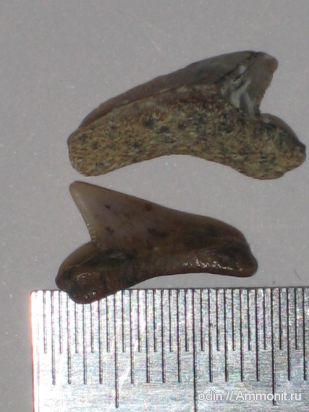 Palaeoanacorax