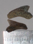 Palaeoanacorax