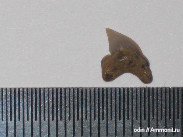 Palaeoanacorax